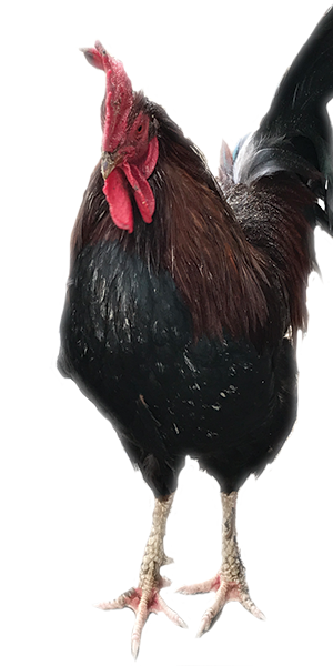 Cockerel