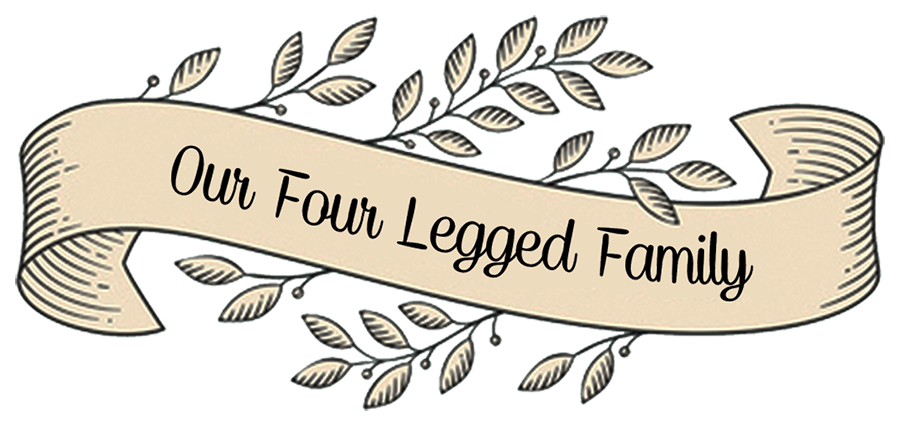 Our Four Legged Family