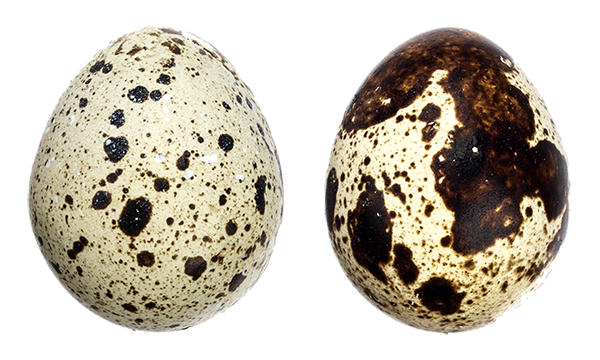 Quail Eggs