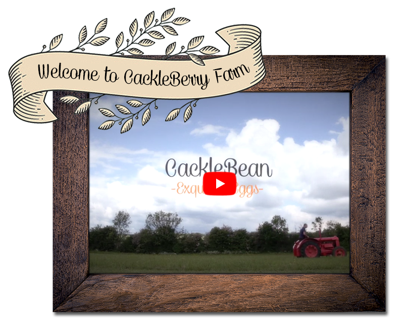 Welcome to CackleBerry Farm Video